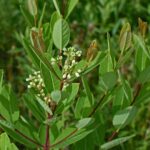 Working around hemp dogbane dogbane