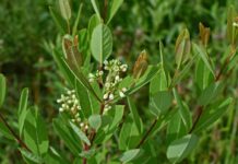 Working around hemp dogbane dogbane