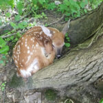 Animal orphans? Probably not! fawn