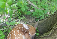 Animal orphans? Probably not! fawn
