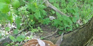 Animal orphans? Probably not! fawn