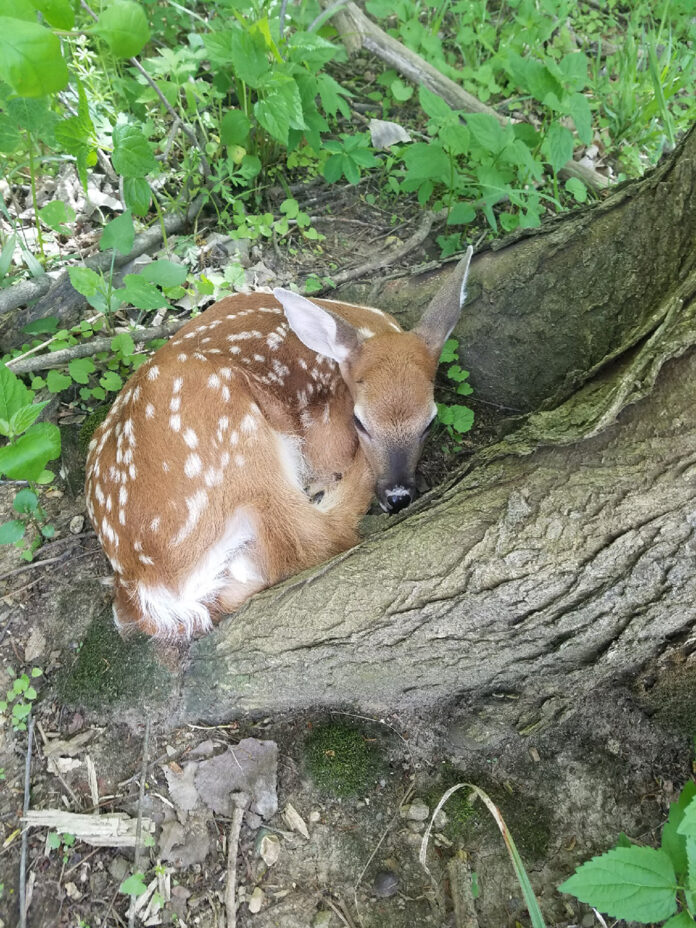 fawn