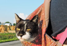 A backpack for Felix Felix in his backpack