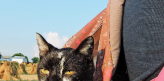 A backpack for Felix Felix in his backpack