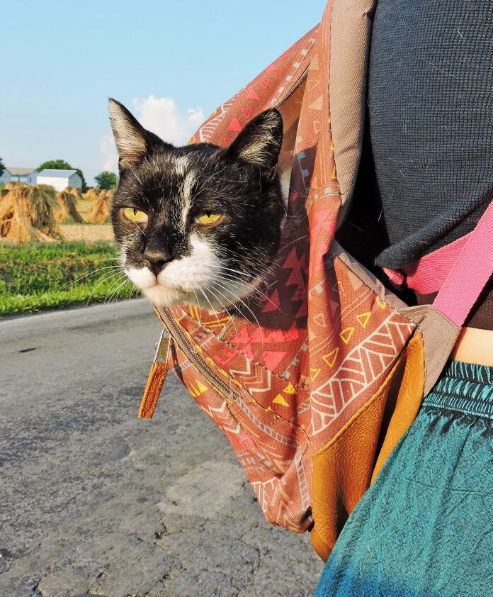 Felix in his backpack Felix in his backpack