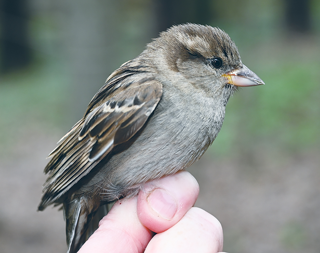 female house sparrow