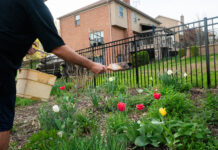 How to make homemade deer repellent Homemade deer repellent