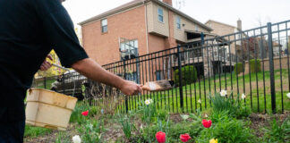 How to make homemade deer repellent Homemade deer repellent