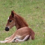 In search of the perfect name for a new foal on the farm foal