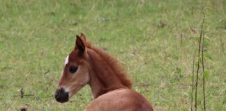 In search of the perfect name for a new foal on the farm foal