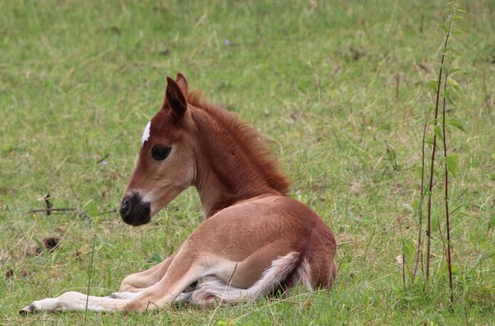 foal