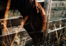How to manage horse manure horse