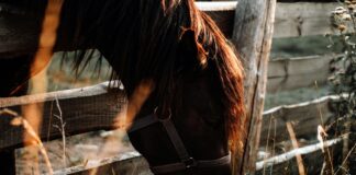 How to manage horse manure horse