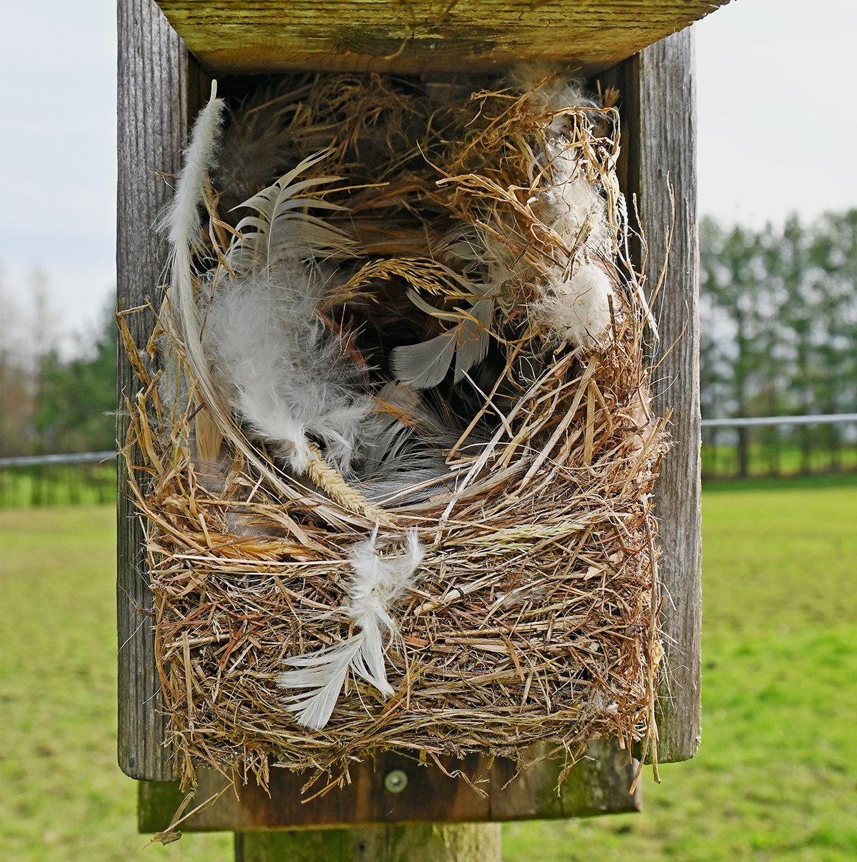 house sparrow nest