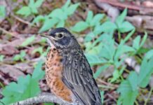 Robin on the menu juvenile robin