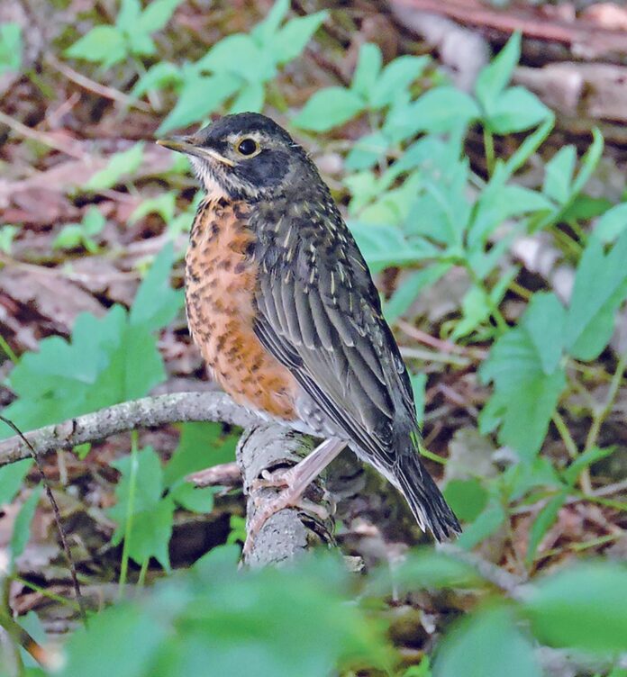 juvenile robin