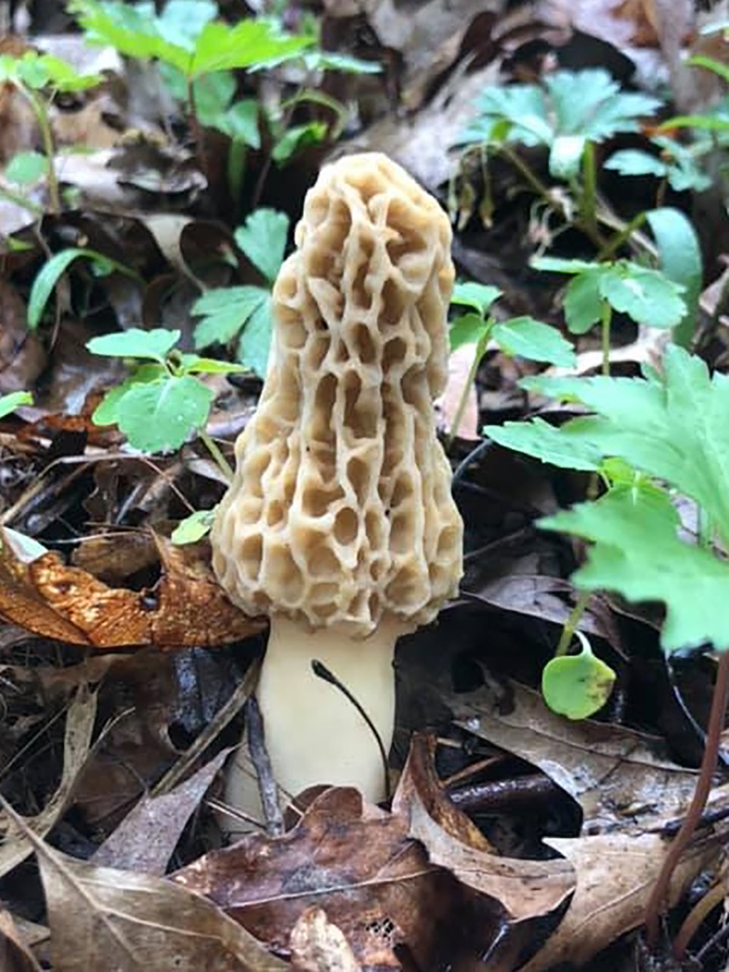 morel hancock