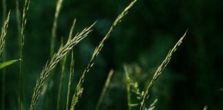 It’s May on the prairie and all is well prairie grass