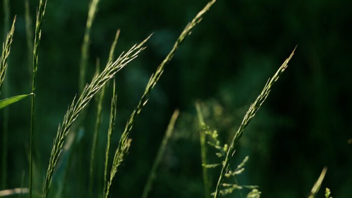 prairie grass
