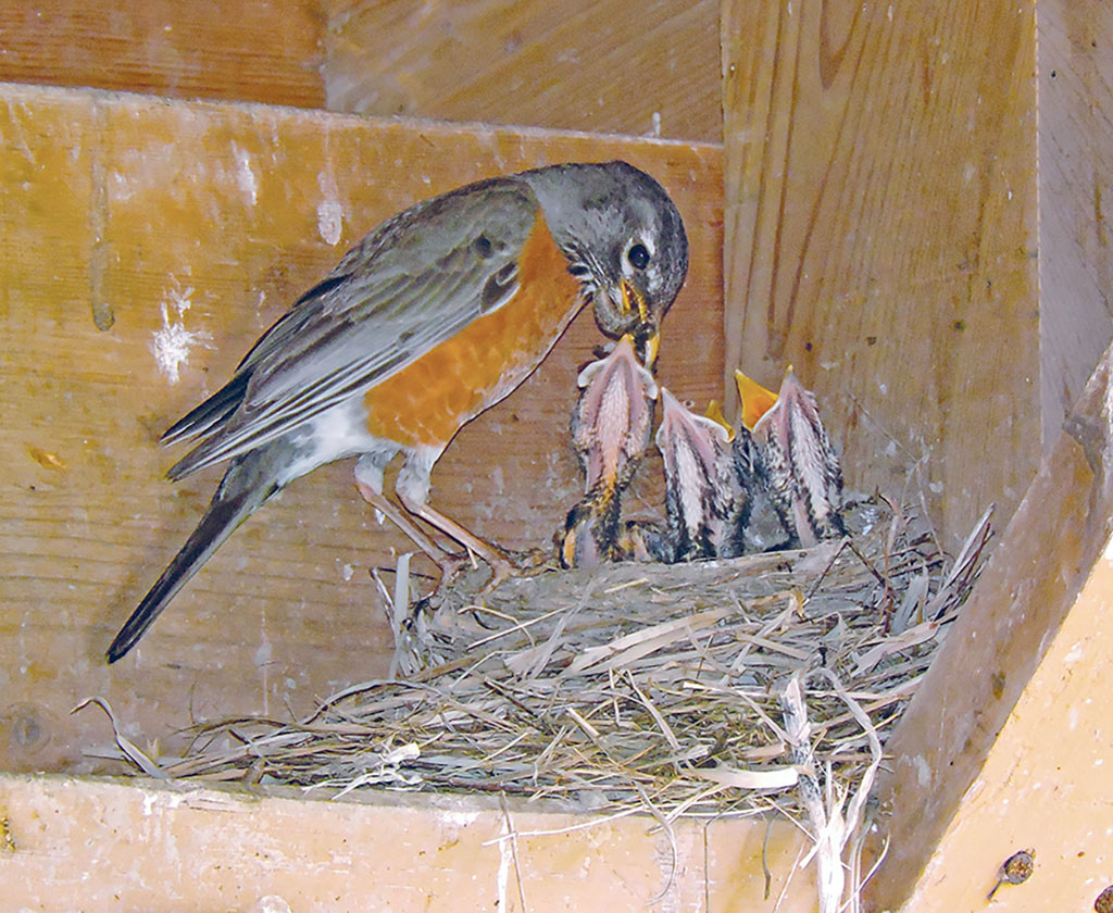robin nest