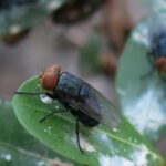 New World screwworm detected 70 miles from US-Mexico border