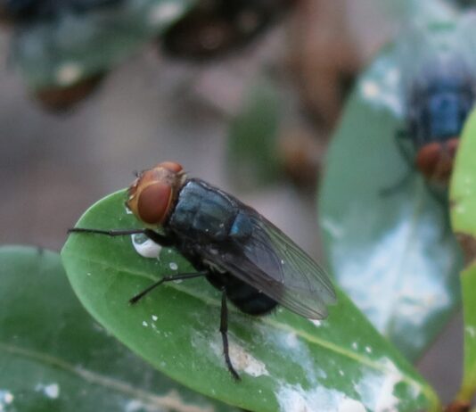 New World Screwworm: A continuing problem on farms