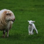 Hildy the ewe delivers a surprise sheep