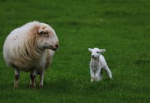Hildy the ewe delivers a surprise sheep
