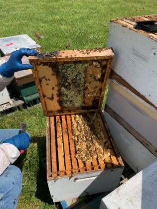 splitting a hive