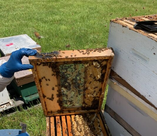 Splitting honey bees 101 splitting a hive