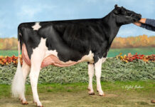 Ohio cow named Holstein Association Star of the Breed star of breed ohio