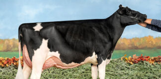Ohio cow named Holstein Association Star of the Breed star of breed ohio