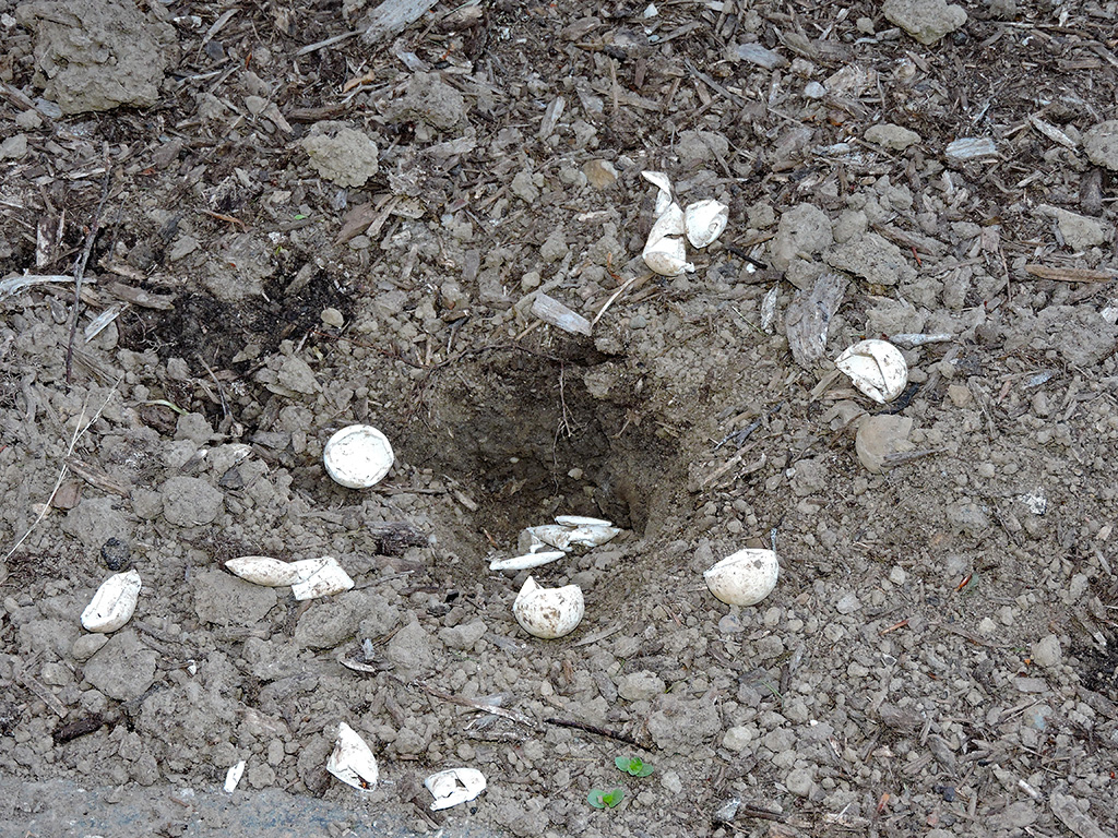 turtle eggs eaten by predators