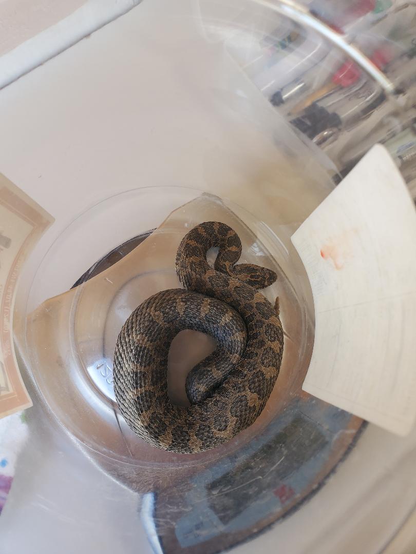 massasauga rattlesnake