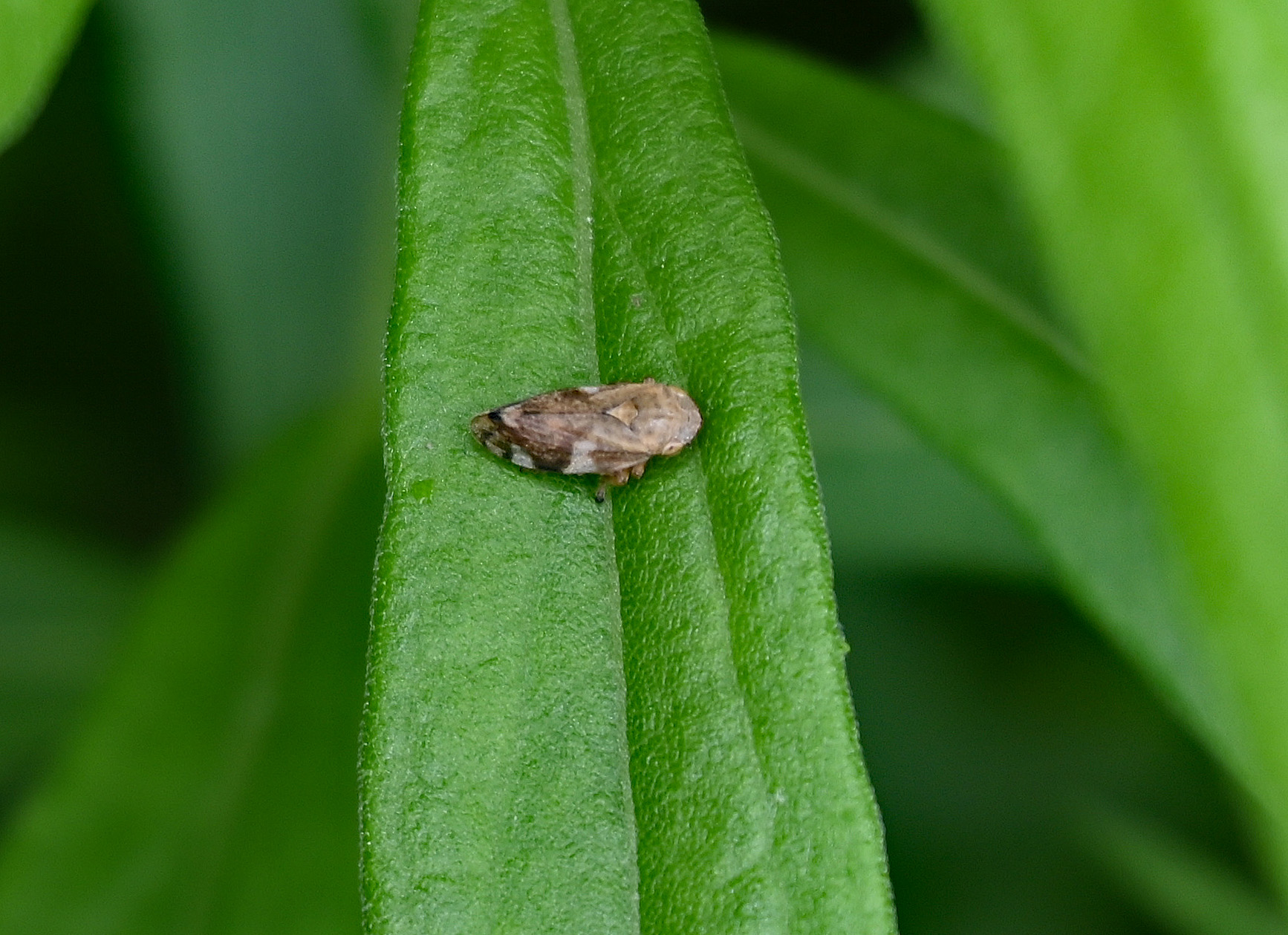 Adult spittlebug