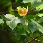 Tulip trees are a treasure Tulip tree blossom