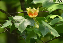 Tulip trees are a treasure Tulip tree blossom