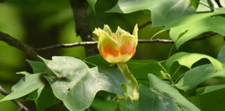 Tulip trees are a treasure Tulip tree blossom