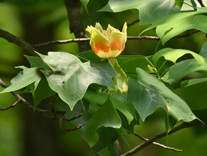 Tulip tree blossom