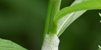 Spit happens: The hidden life of spittlebugs spittlebug abode