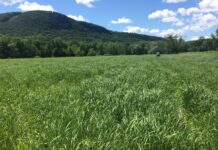 Pennsylvania research project explores markets for switchgrass