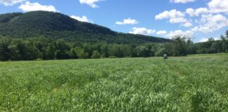 Pennsylvania research project explores markets for switchgrass