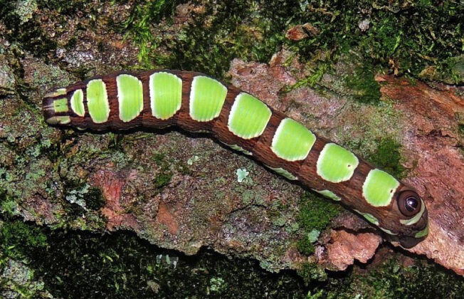 Abbott's sphinx caterpillr