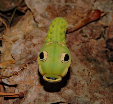 Spicebush Swallowtail caterpillar imitates a snake