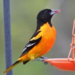 ‘Little picture’ plans for backyards, birds and butterflies baltimore oriole