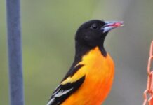 ‘Little picture’ plans for backyards, birds and butterflies baltimore oriole