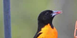 ‘Little picture’ plans for backyards, birds and butterflies baltimore oriole