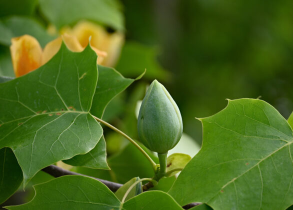 tulip tree buds