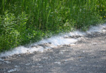 Snow in June? It’s the eastern cottonwood tree cottonwood accumulation