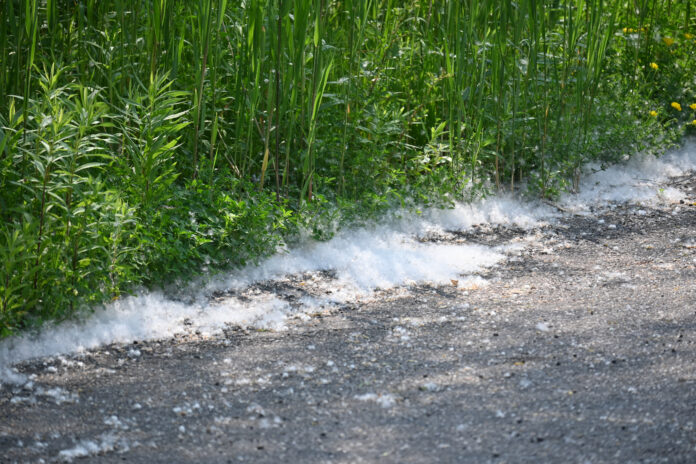 cottonwood accumulation